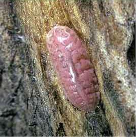  Eriococcidae:  Ovaticoccus salviae  in situ 
 Photo by Don Ricker 